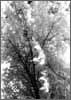 Glowtree