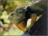 "Iguana"