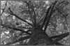 "Tree"