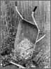 Wheelbarrow